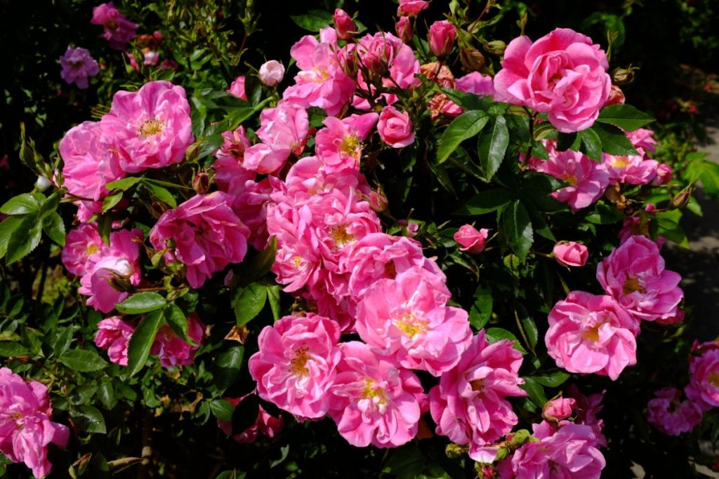 24 Hardy and Resilient Rose Varieties You Can Grow Easily