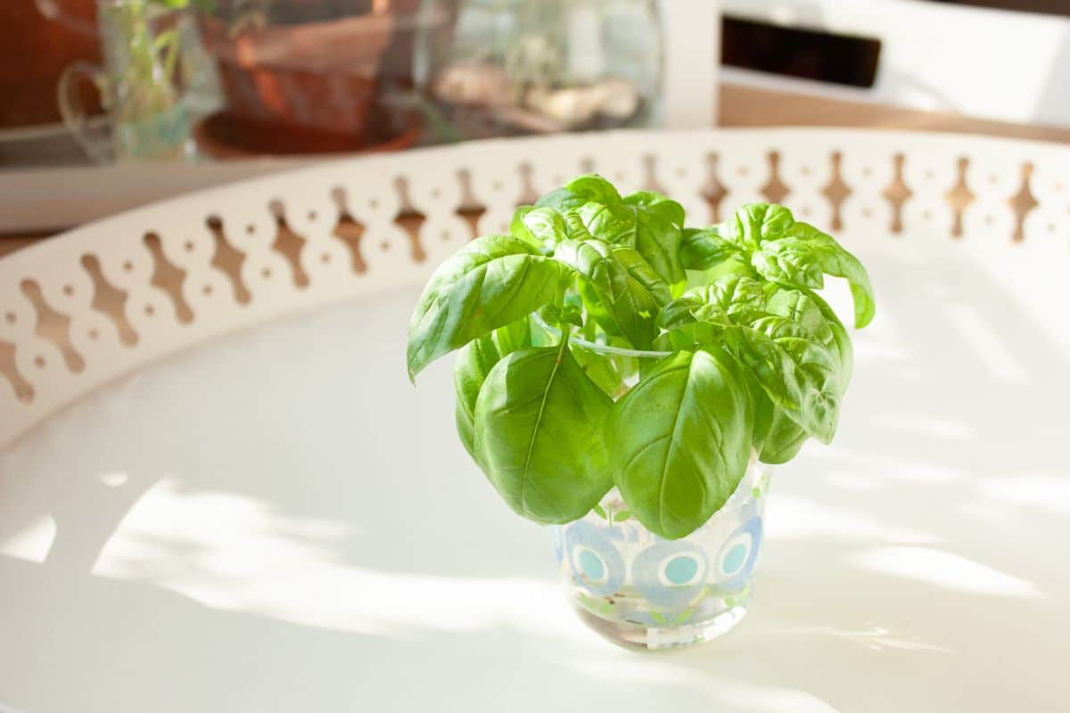 An herb rooting in a jar of water