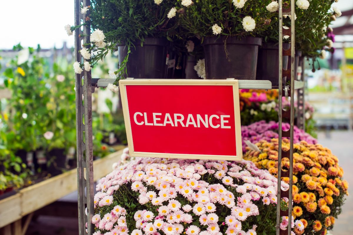 Perennial plant clearance sale in October