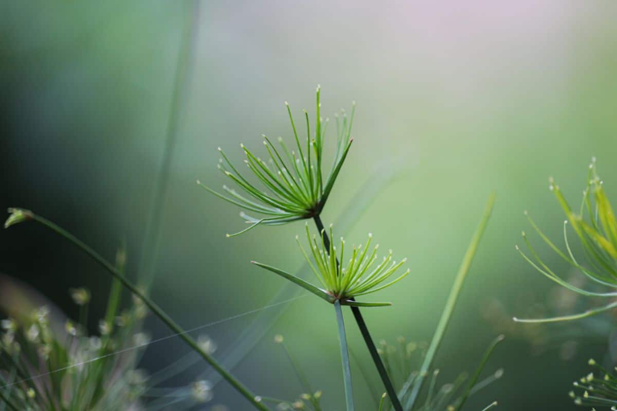 Dwarf Egyption papyrus