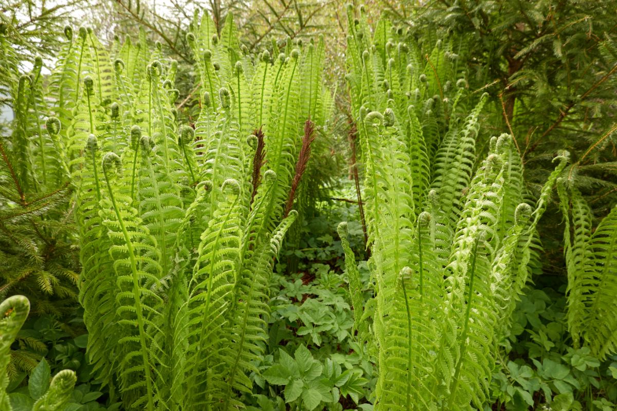 Erosion controlling ferns