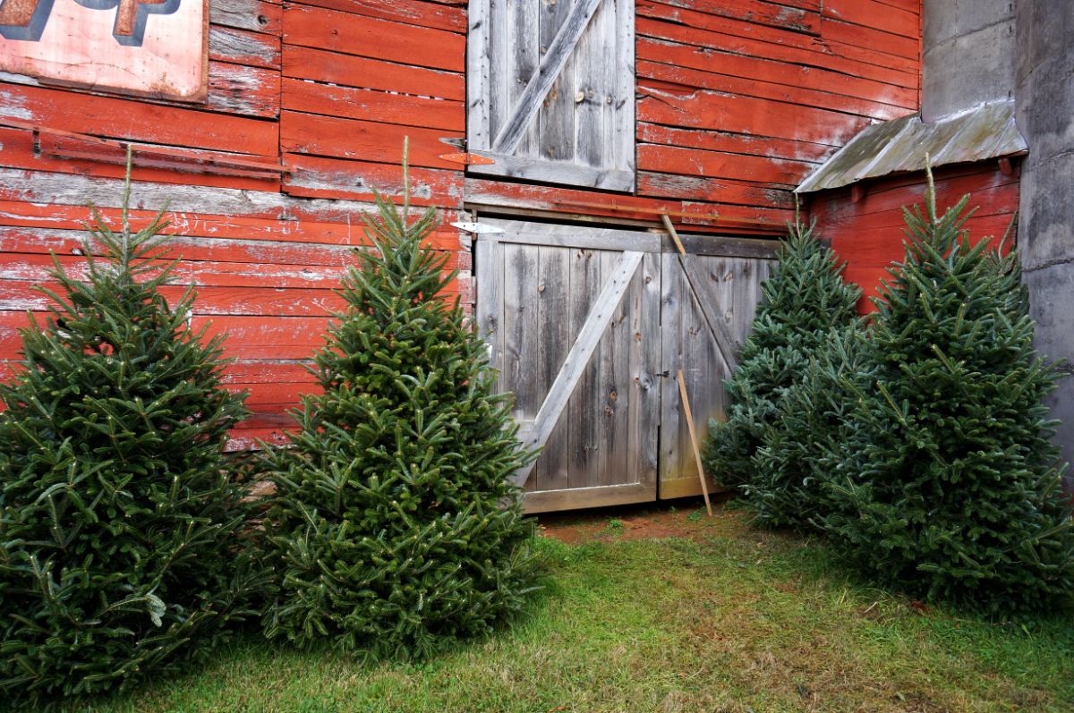 Fir Christmas trees against a red barn