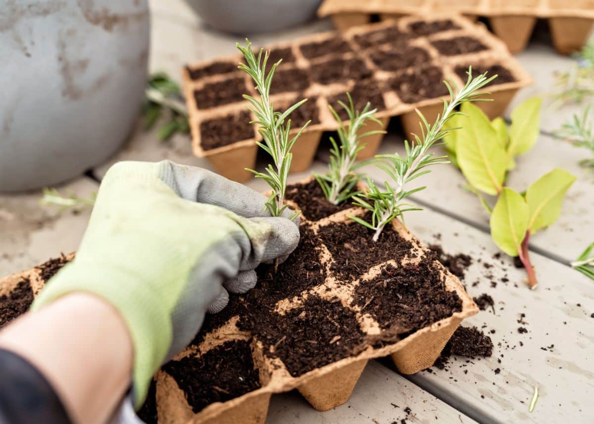 Stocking an herb stem in soil to root