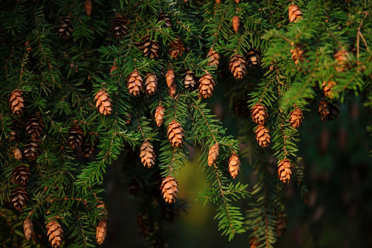 Tiny cones on a hemlock tree