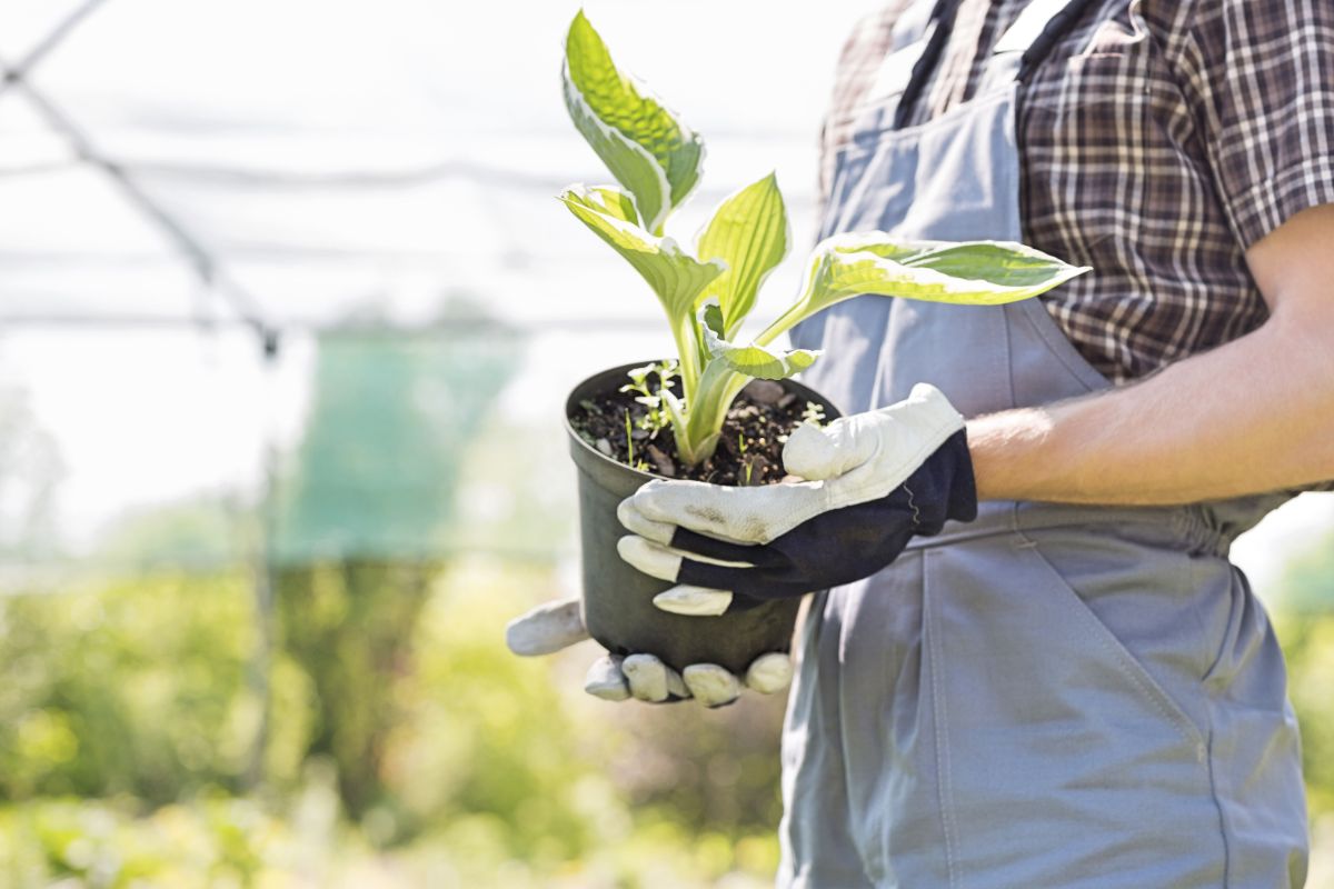 A woman holding a potted plant