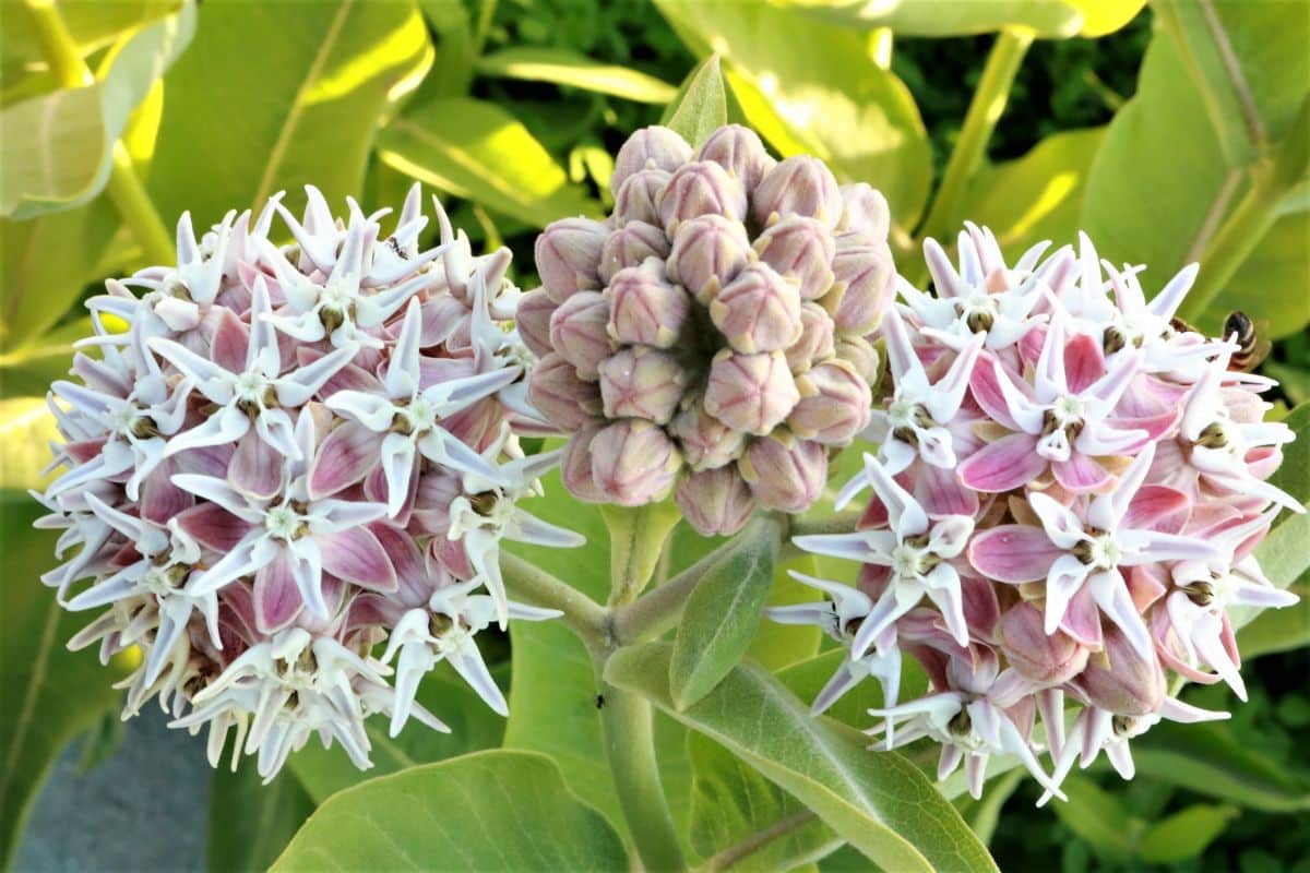 Flower heads going to seed