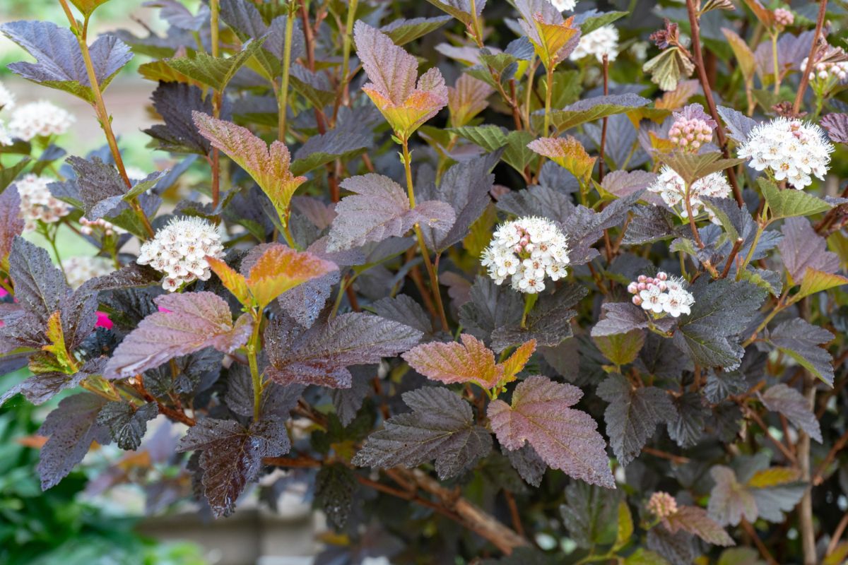 White flowering ninebark