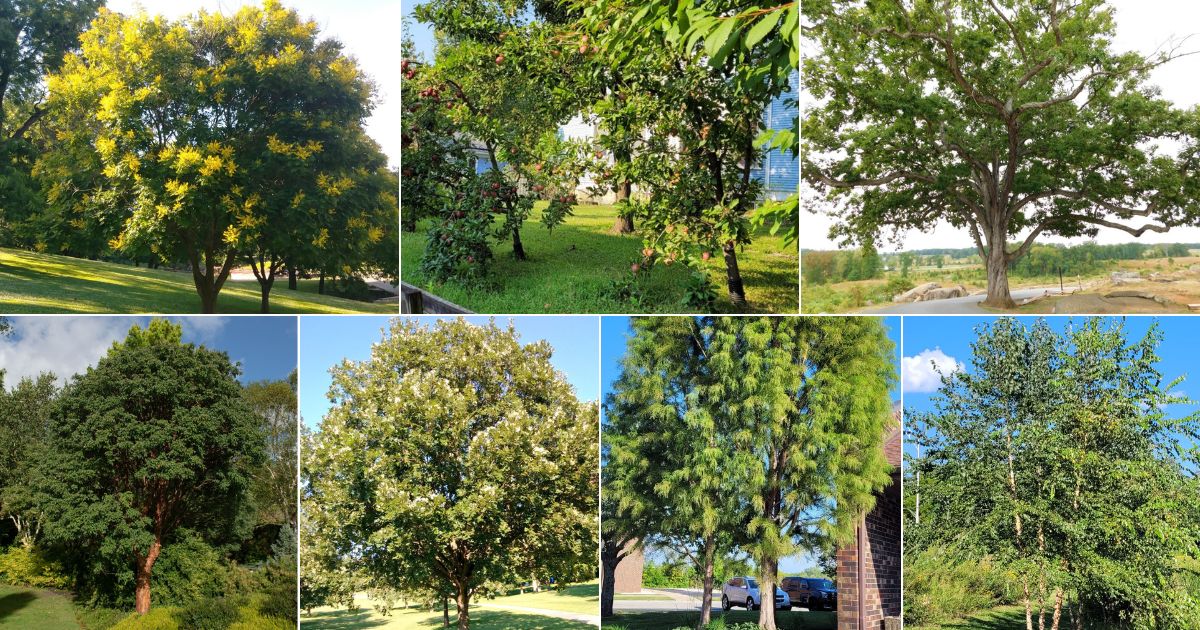 7 Best Trees to Plant in Your Yard - Gardening