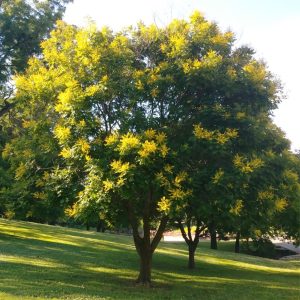 A golden rain tree planted at Krug Park.