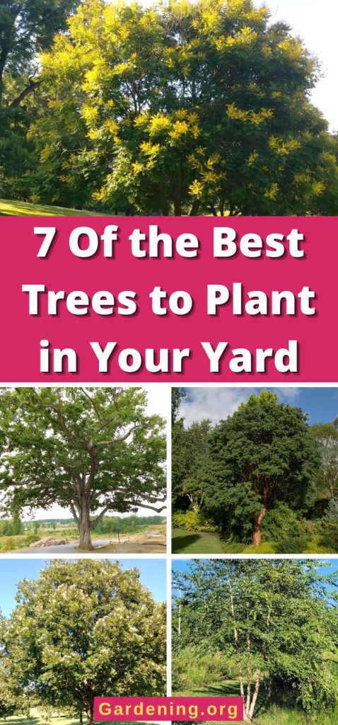 7 Of the Best Trees to Plant in Your Yard pinterest image.
