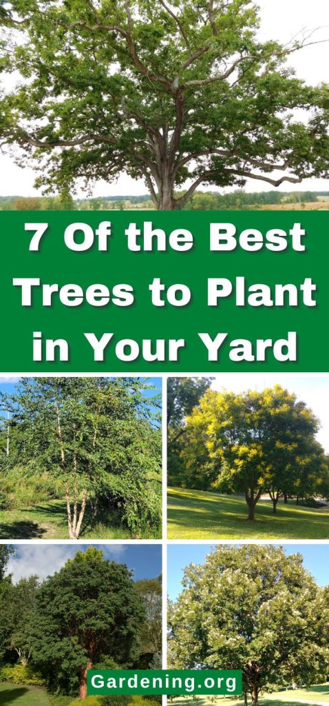 7 Of the Best Trees to Plant in Your Yard pinterest image.