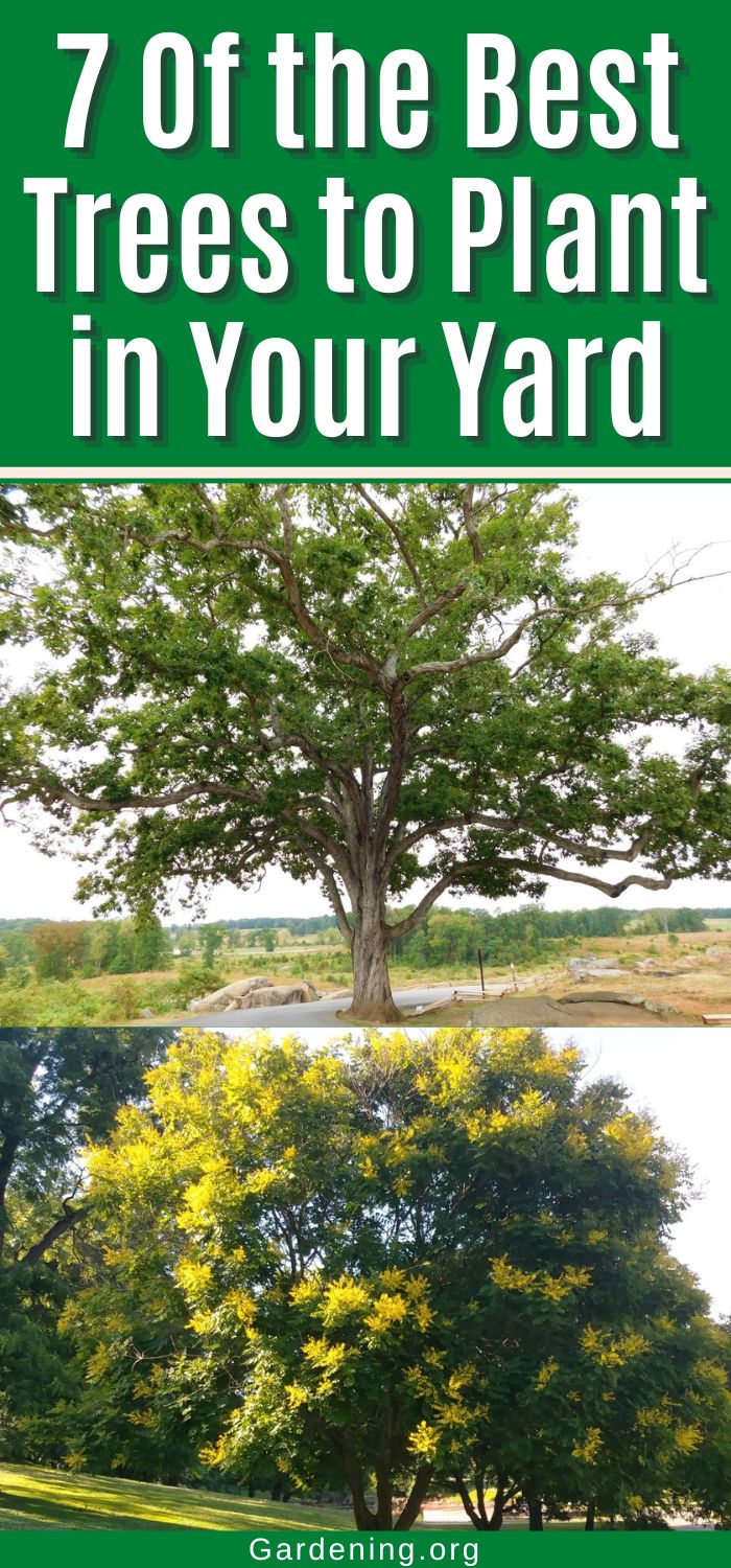 7 Best Trees to Plant in Your Yard - Gardening