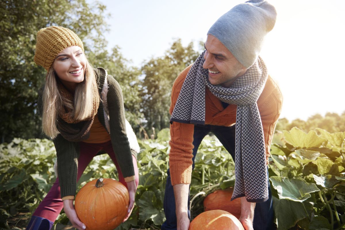 People picking nice fall pumpkins