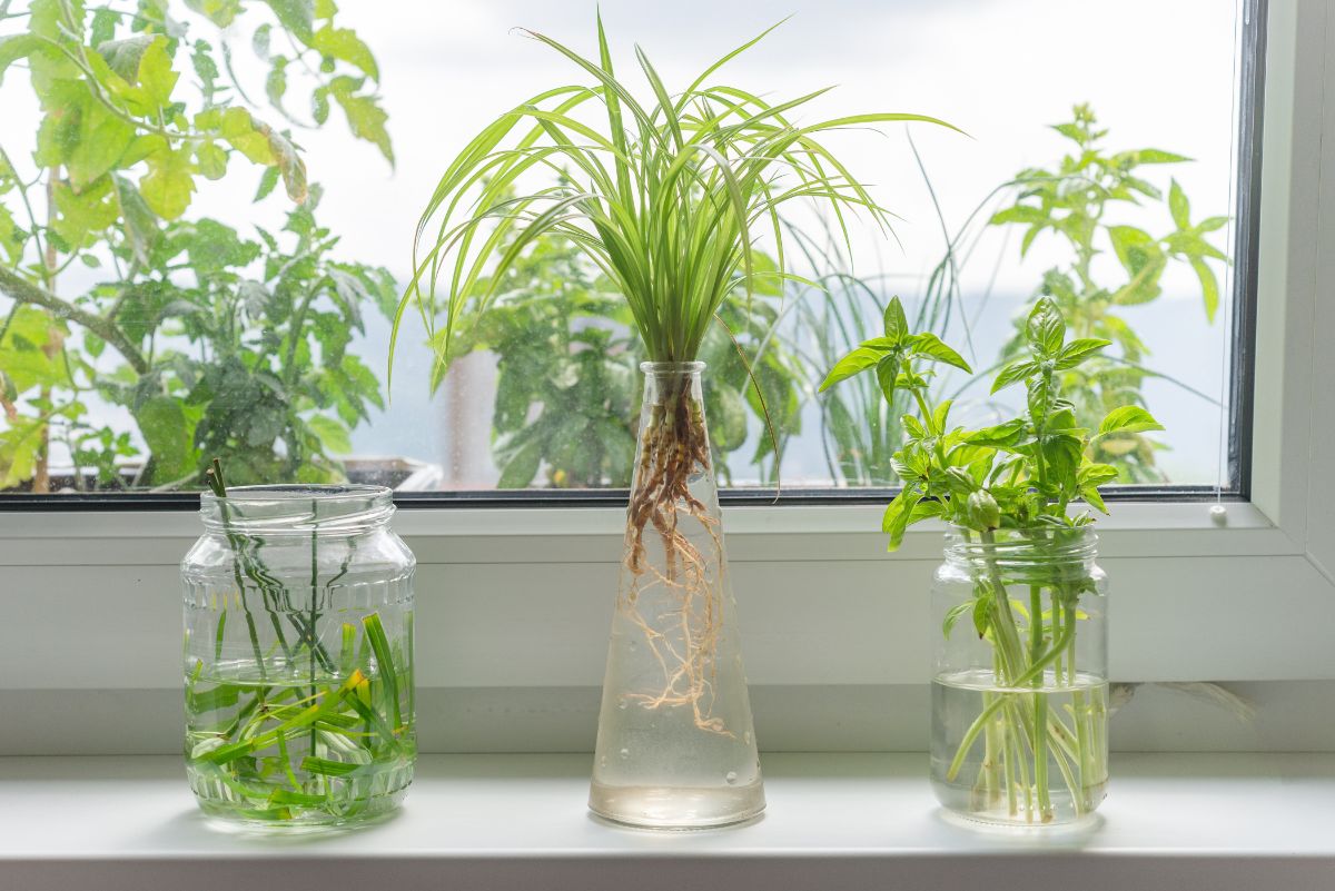 Jars of herbs on a windowsill