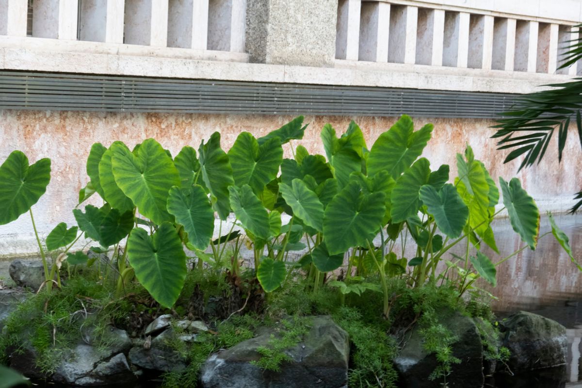 Elephant ears in a pond planting