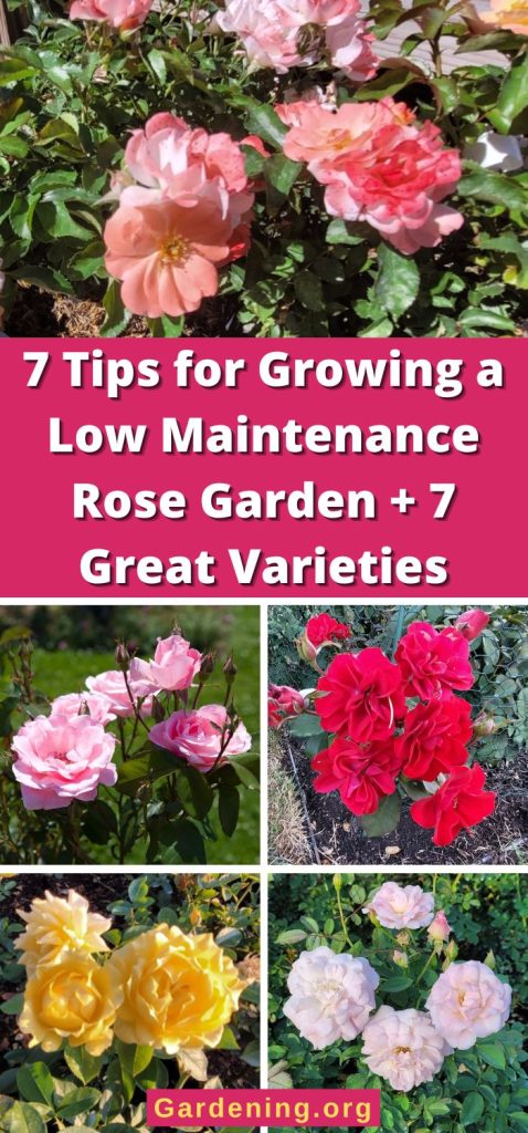 7 Tips for Growing a Low Maintenance Rose Garden + 7 Great Varieties pinterest image.