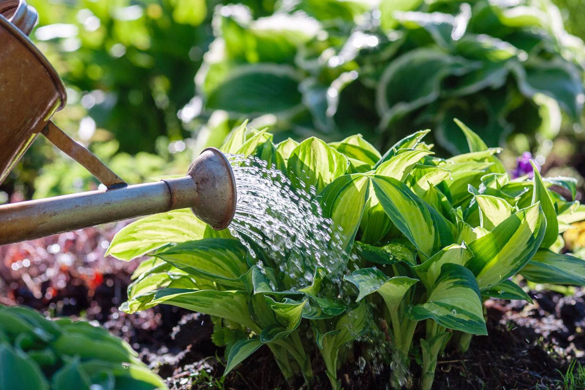 Hostas being watered