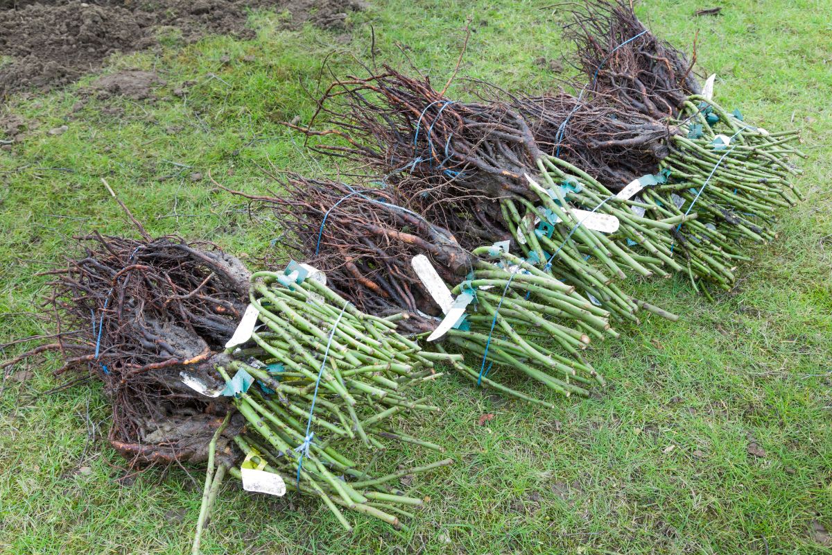 Bare root plants