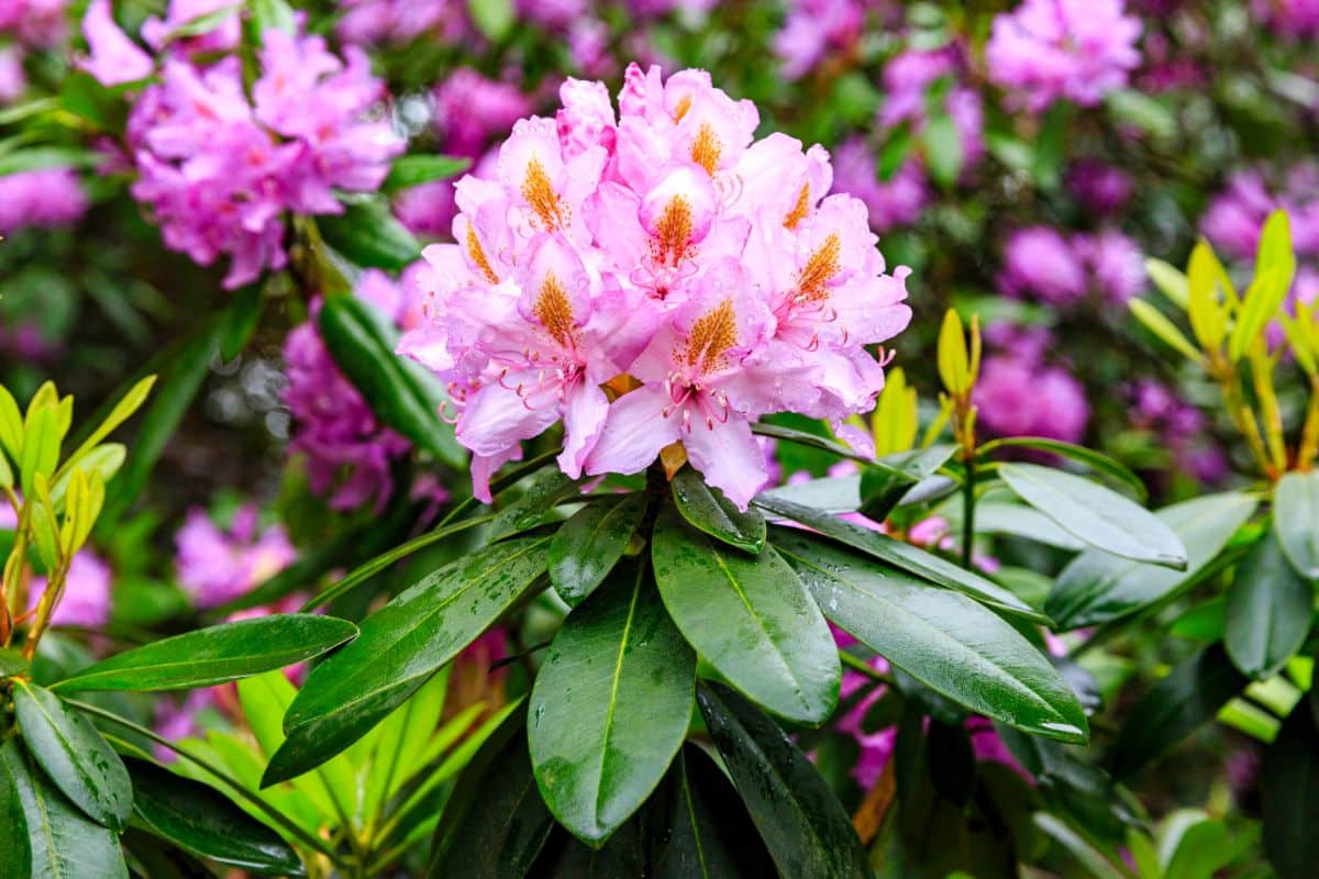 Rhododendron in bloom