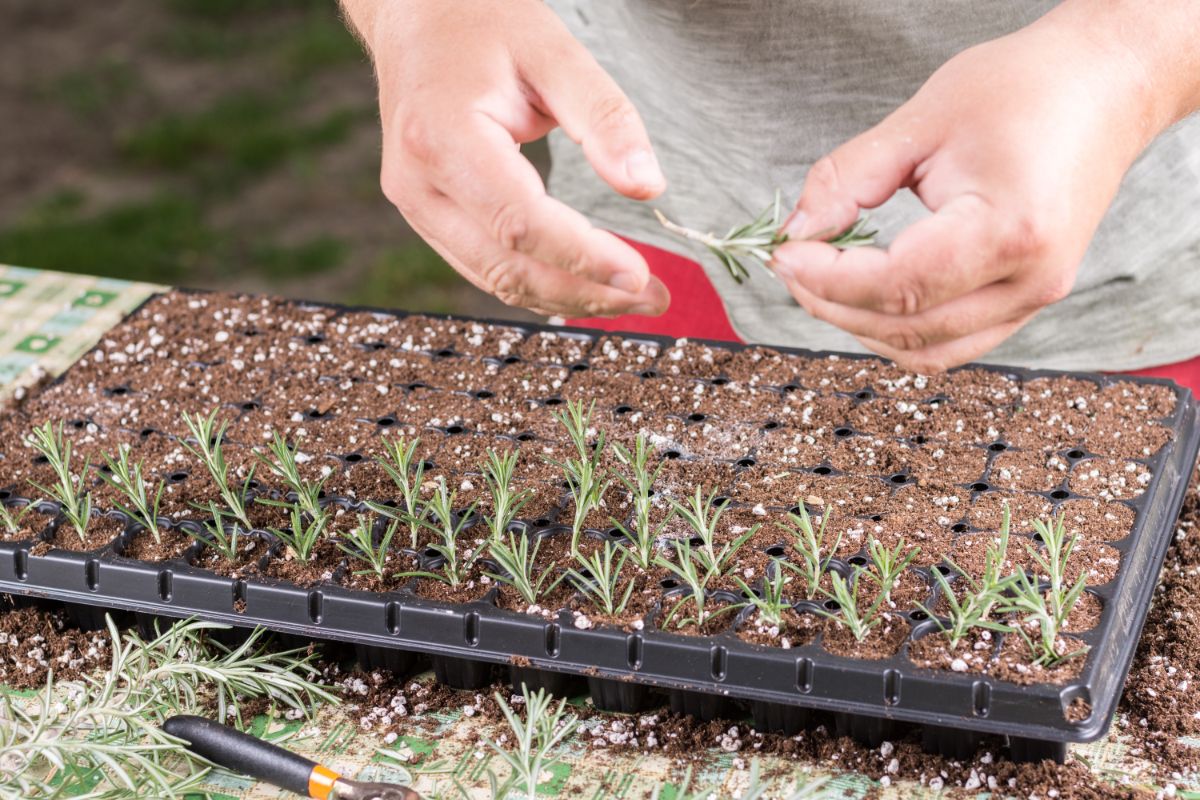 A tray of rooting rosemary cuttings