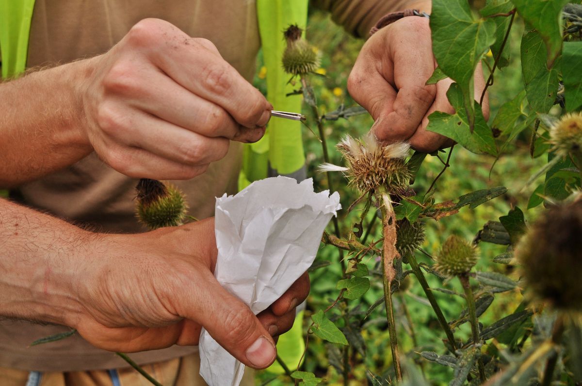 Saving seeds from flowers