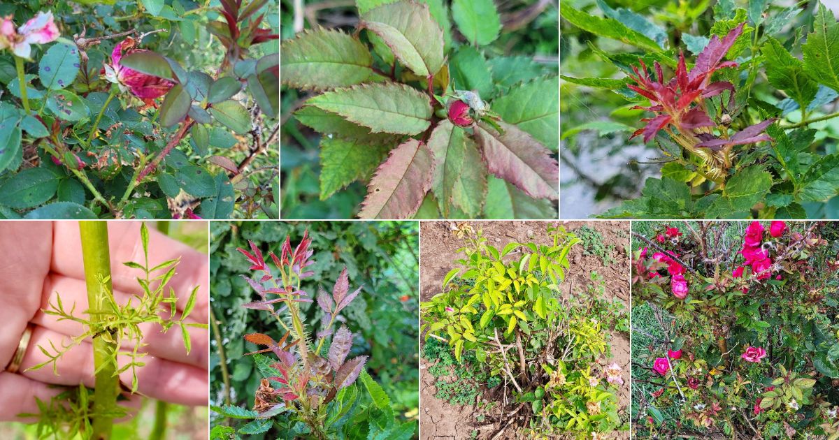 signs of damage from Rose Rosette disease