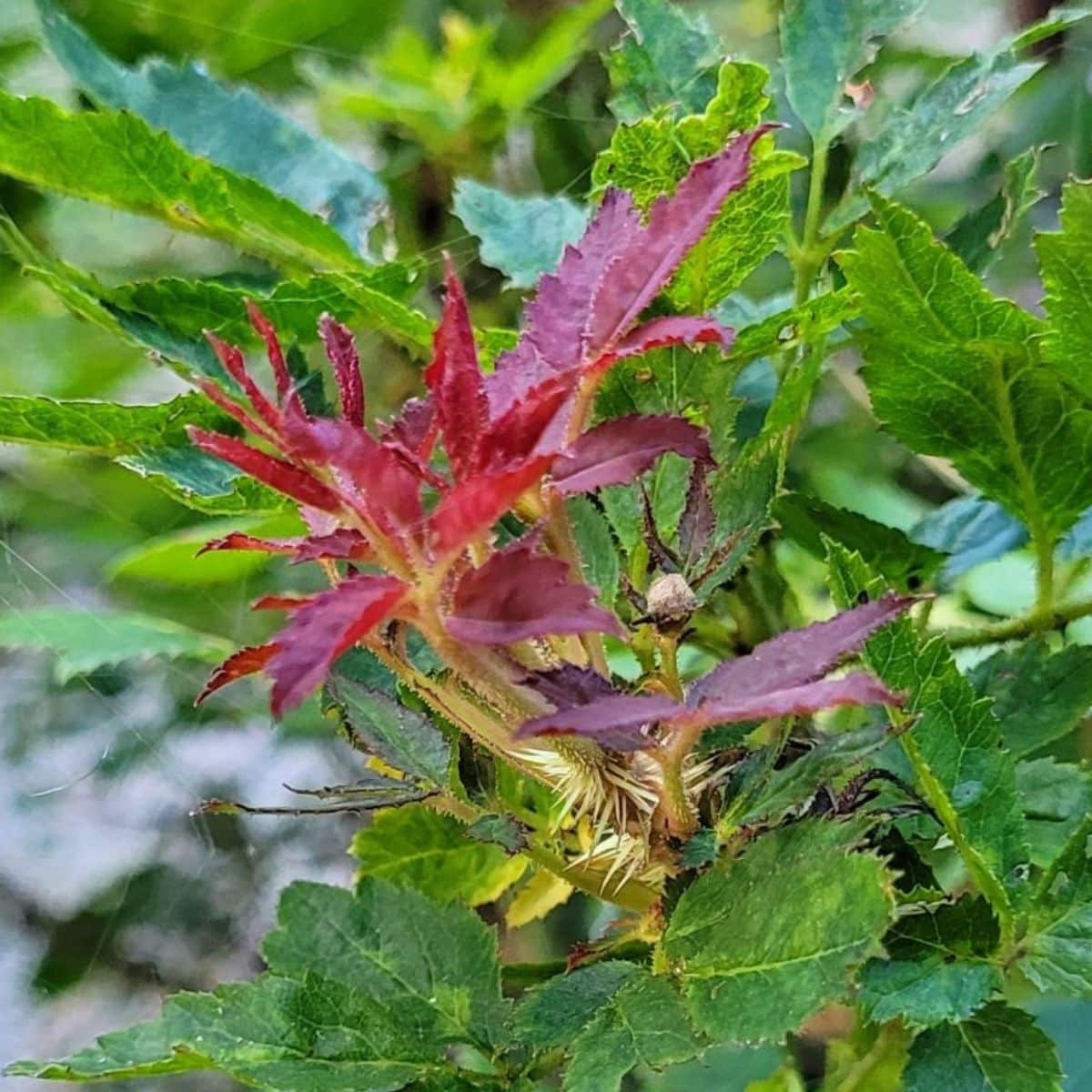 A rose infected with Rose Rosette Disease.