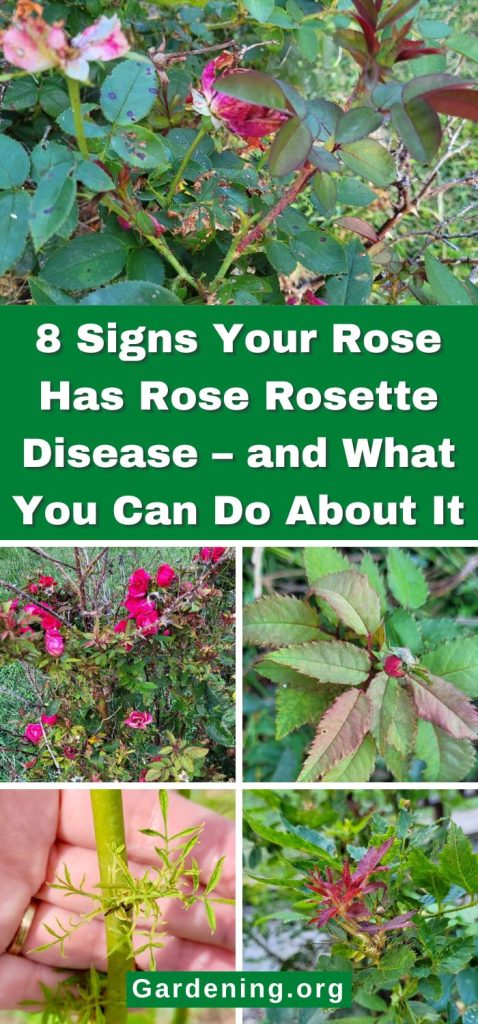 8 Signs Your Rose Has Rose Rosette Disease – and What You Can Do About It pinterest image.