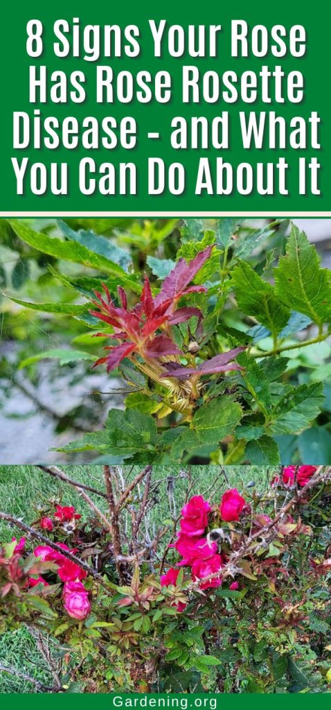 8 Signs Your Rose Has Rose Rosette Disease – and What You Can Do About It pinterest image.
