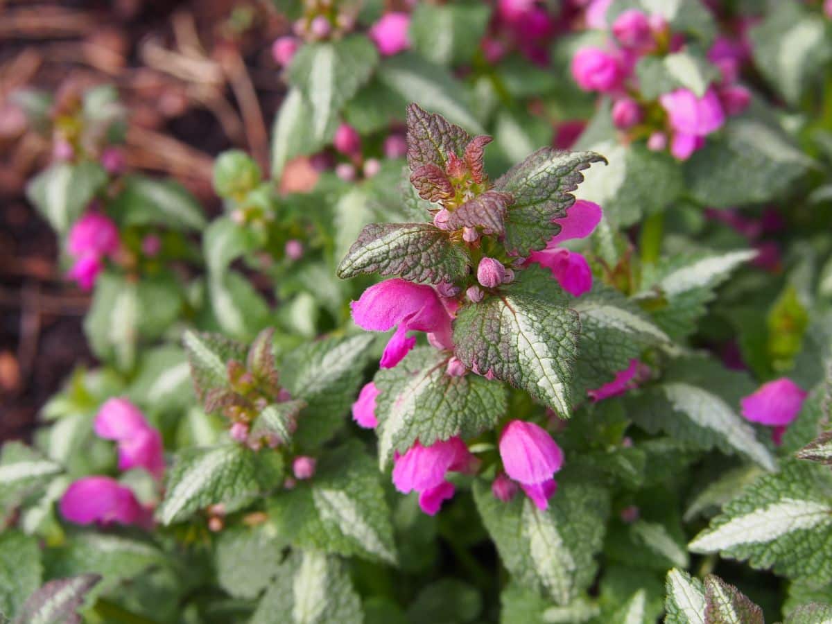 Purple flowering dead nettle