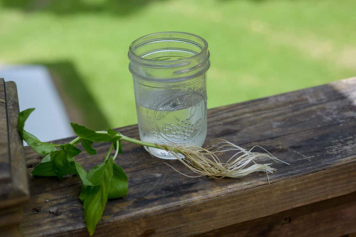 A well rooted herb stem