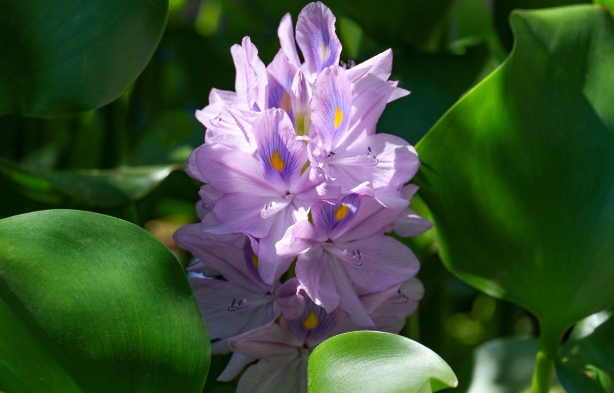 Purple flowering water hyacinth