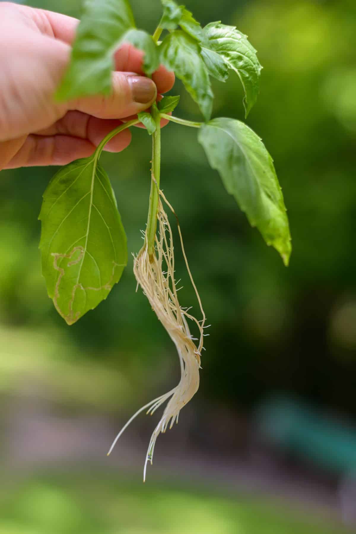 Roots on a propagated herb stem