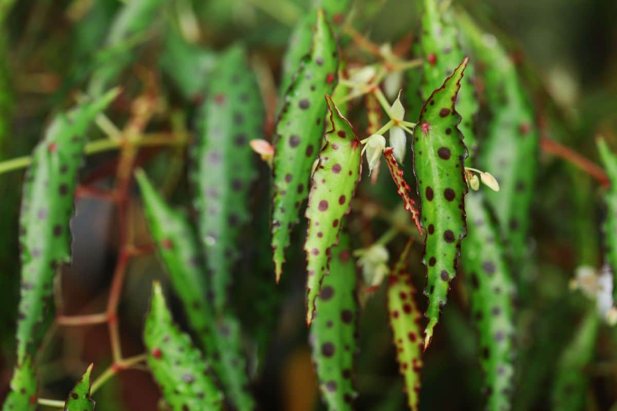 Spotted begonia amphioxus
