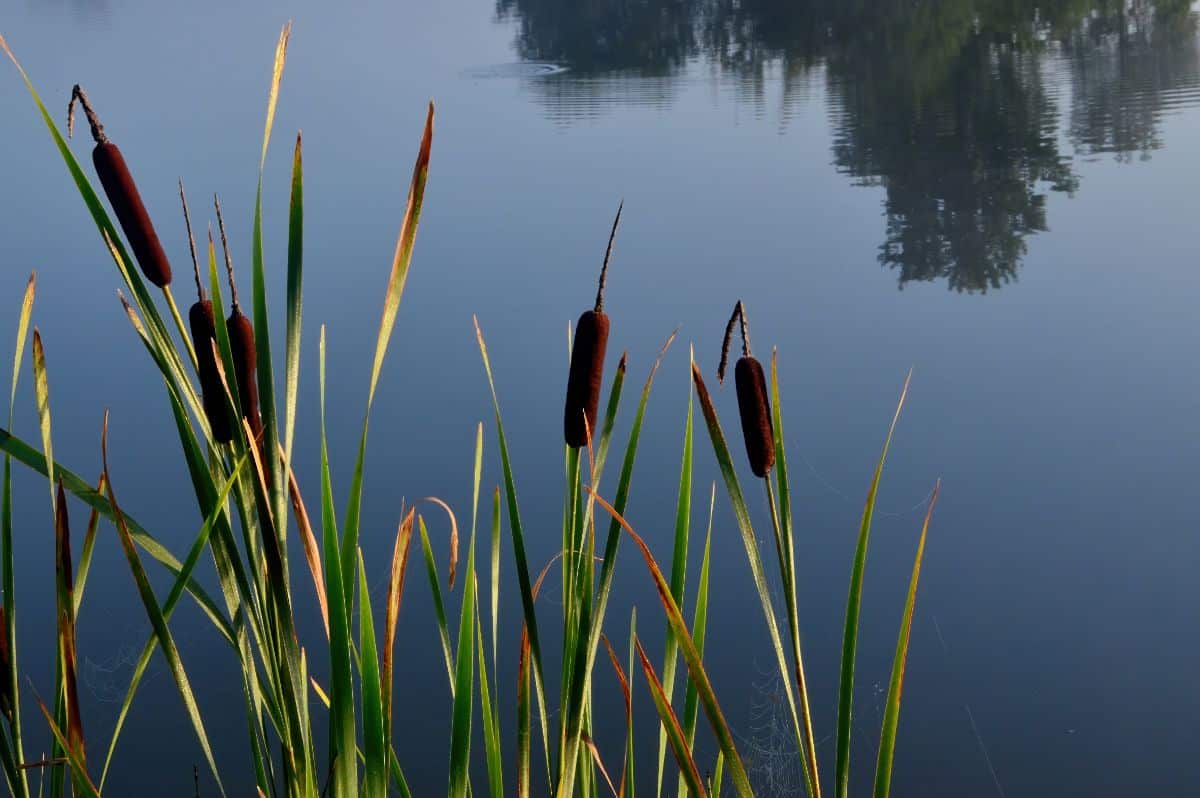 Cattails on a pond's edge