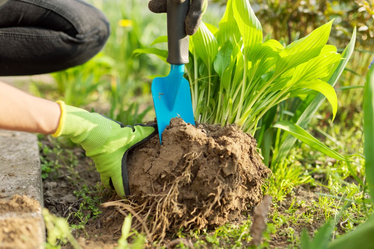 Cutting through a root ball to divide a perennial