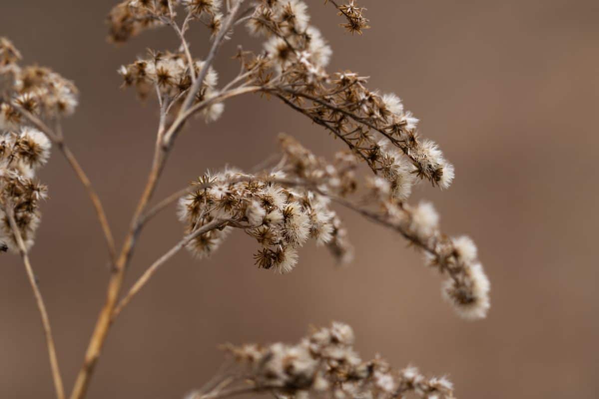 A seed head ready for collecting