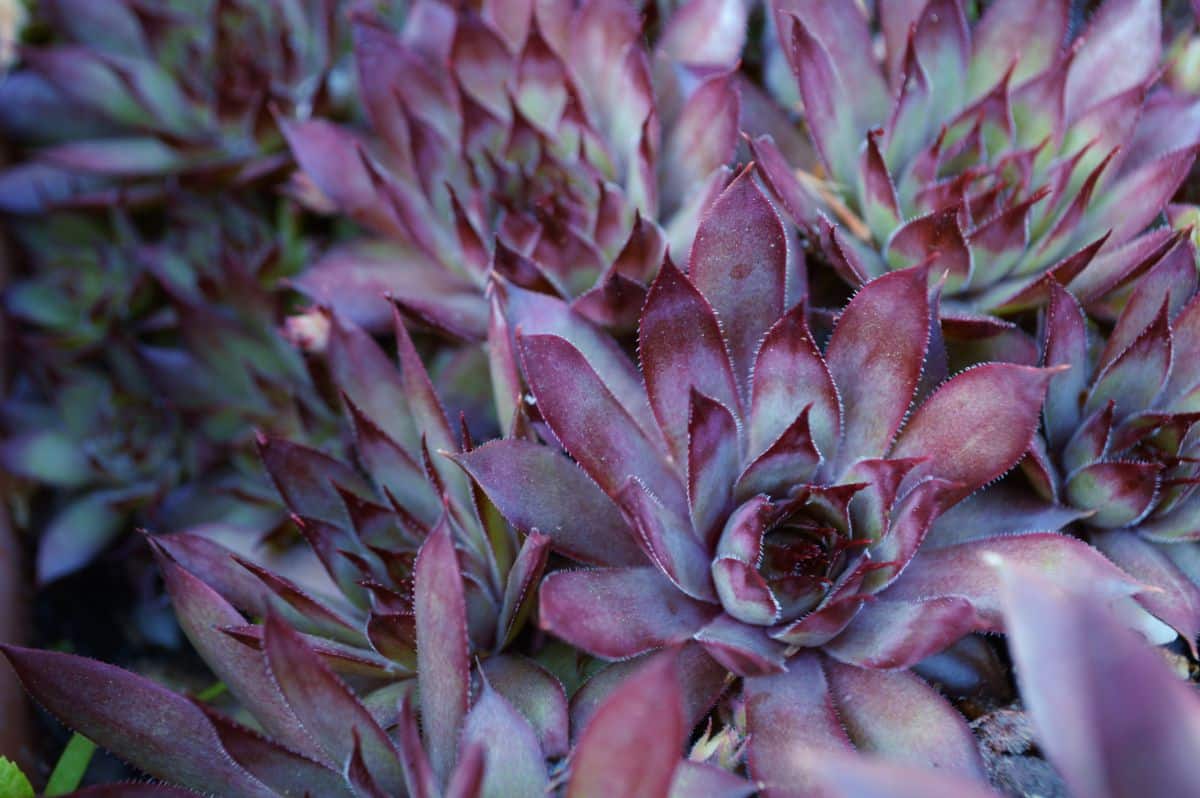 Purple hen and chicks plant