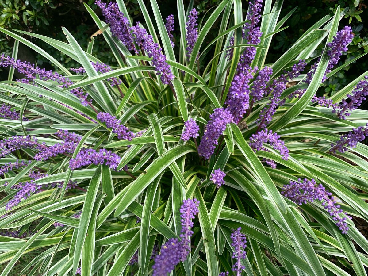 Purple flowering lilyturf