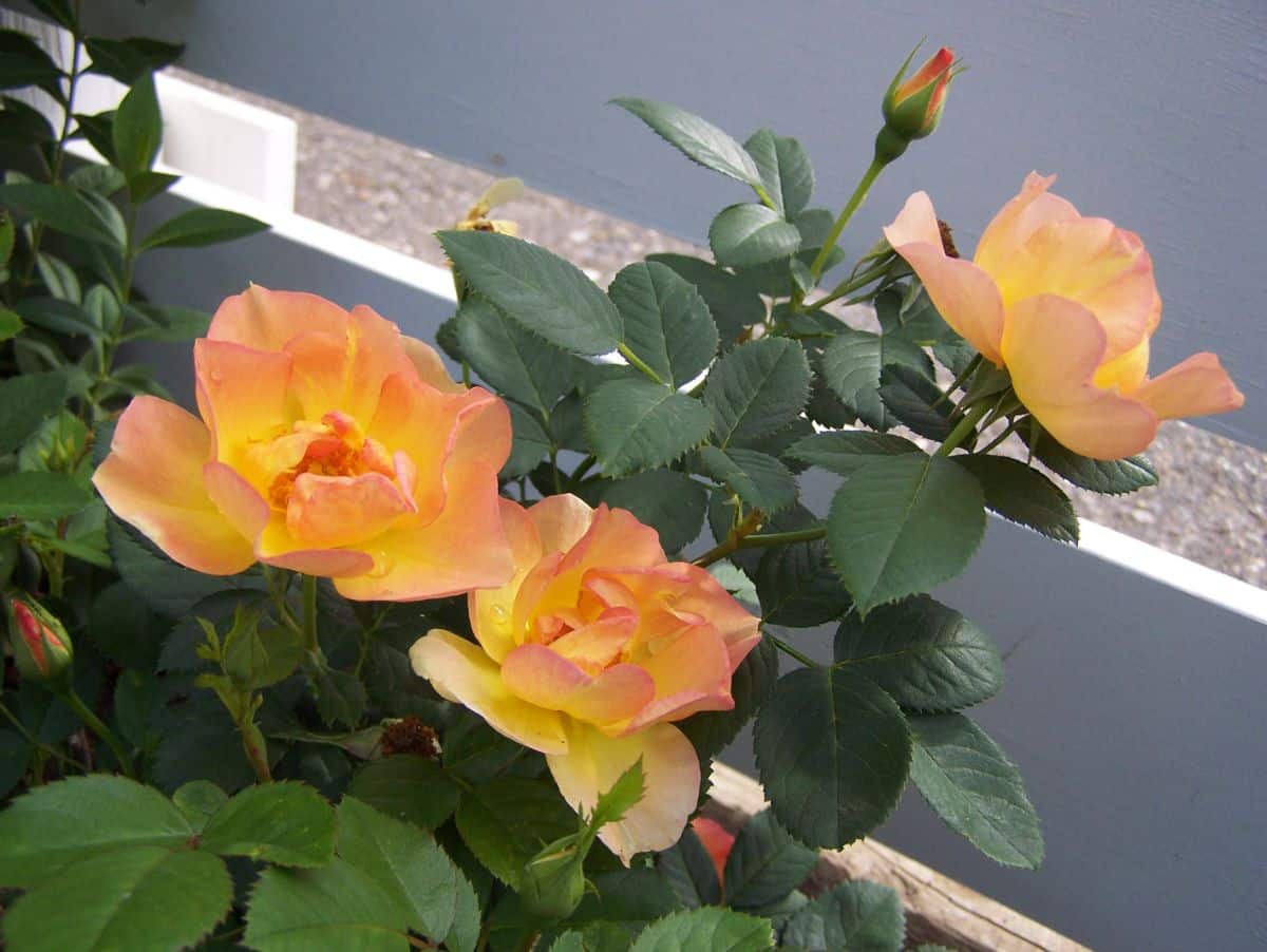 Morden sunrise rose