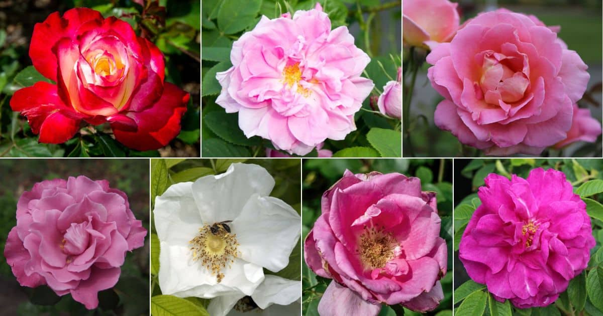 9 Best Roses to Grow in Your Garden - Gardening