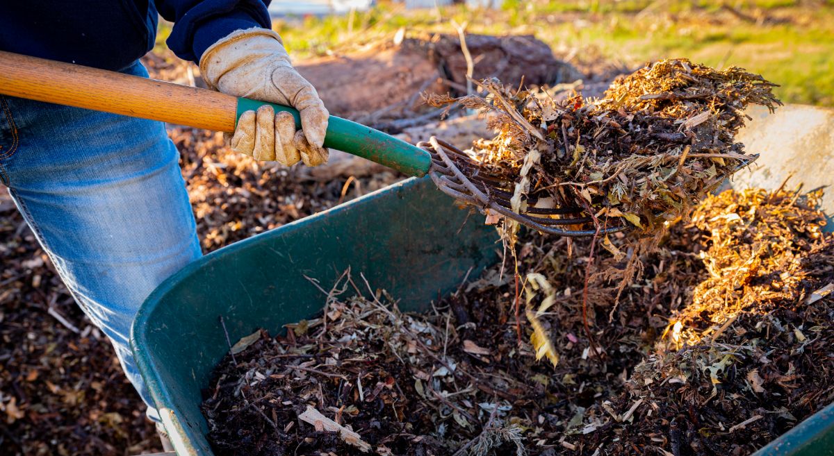 Yard litter applied to perennials as amendment in the fall