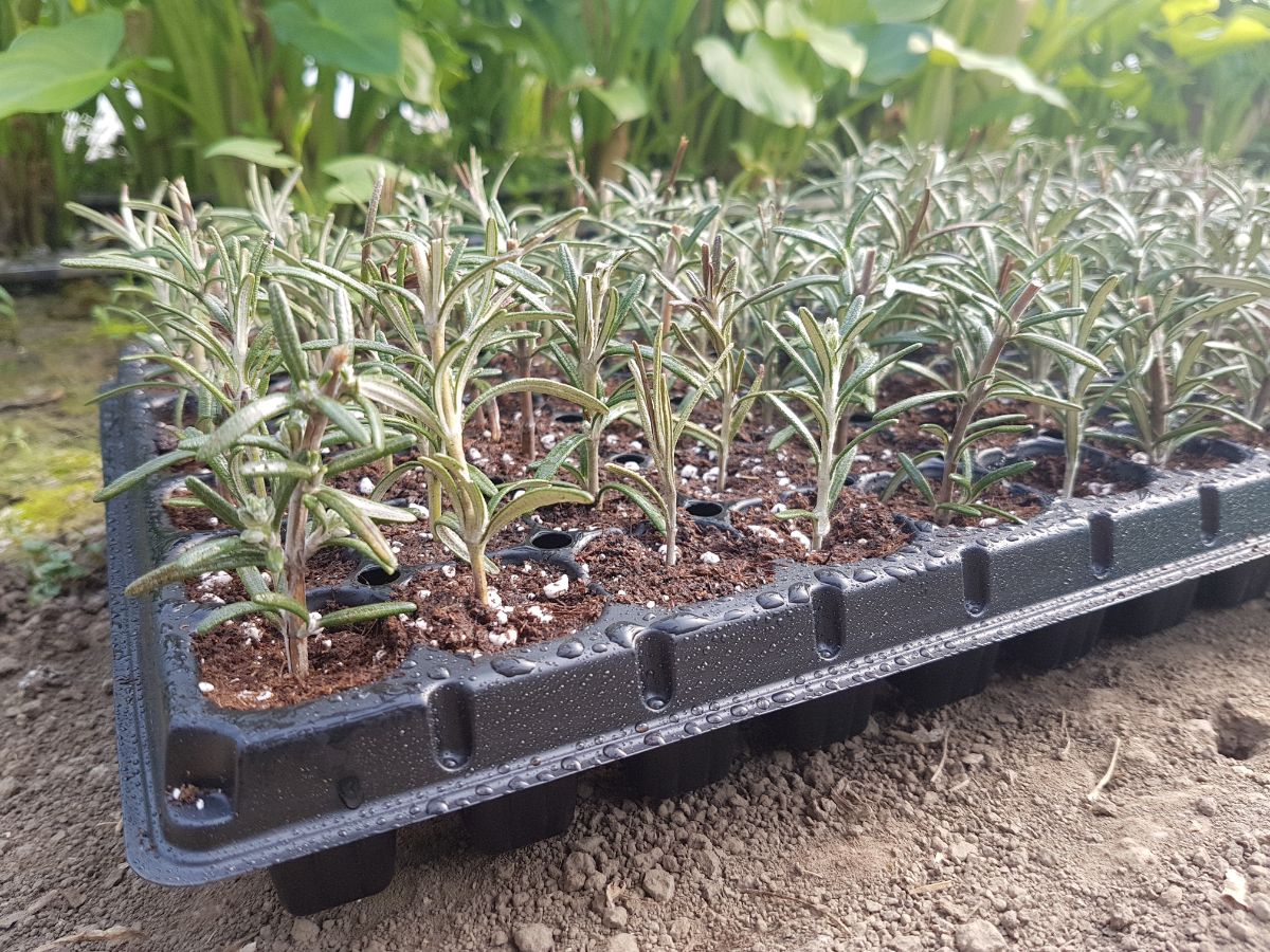Water droplets on a tray of rosemary cuttings