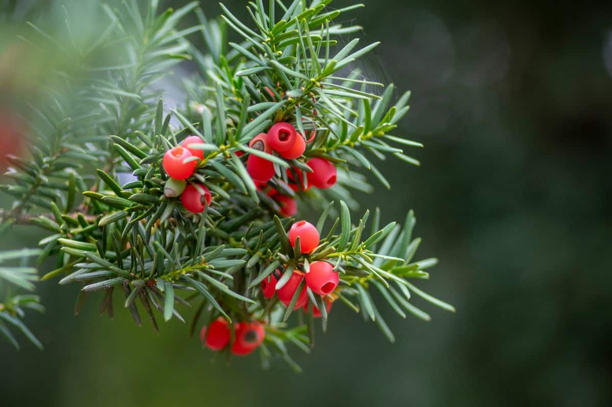 Red berries on a yew tree