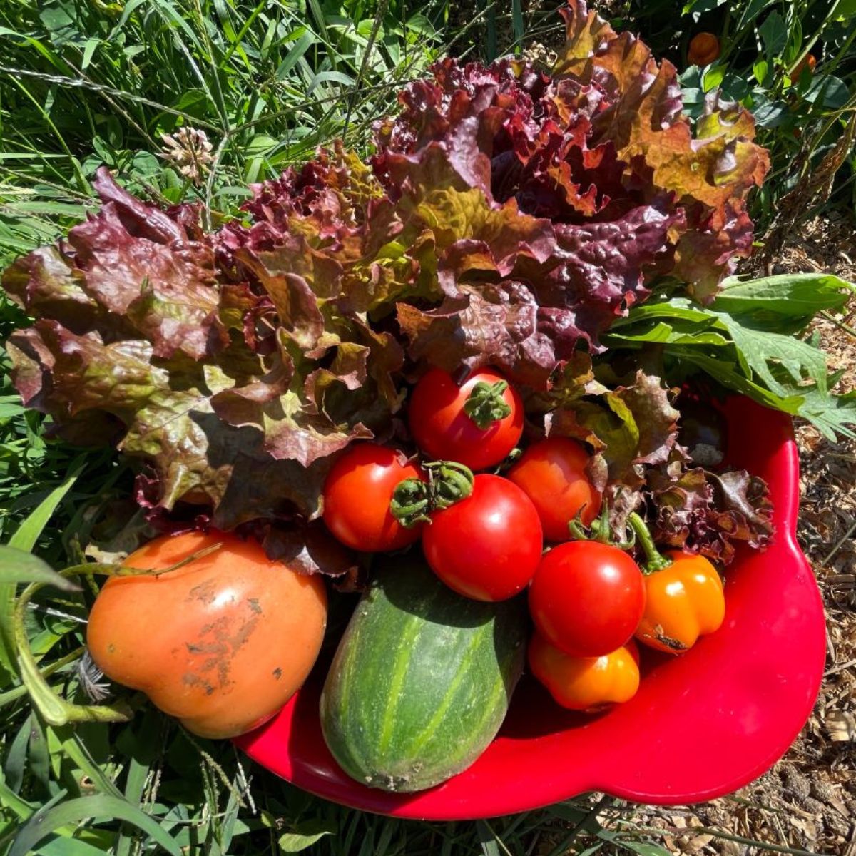 A bowl full of freshly harvested vegetables.