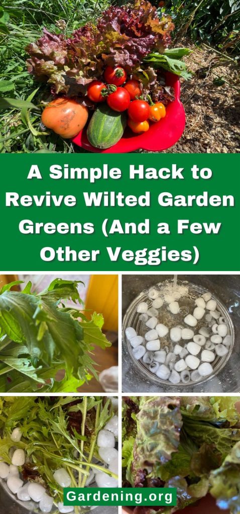 A Simple Hack to Revive Wilted Garden Greens (And a Few Other Veggies) pinterest image.