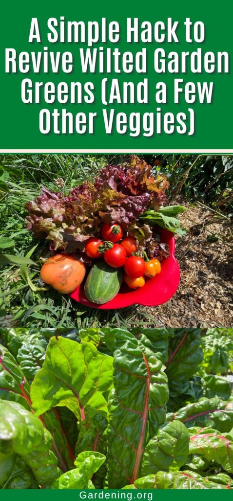 A Simple Hack to Revive Wilted Garden Greens (And a Few Other Veggies) pinterest image.