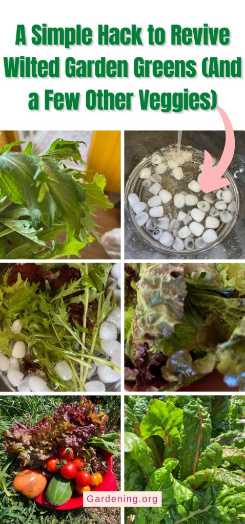 A Simple Hack to Revive Wilted Garden Greens (And a Few Other Veggies) pinterest image.