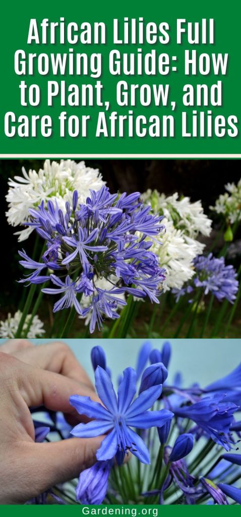 African Lilies Full Growing Guide: How to Plant, Grow, and Care for African Lilies pinterest image.