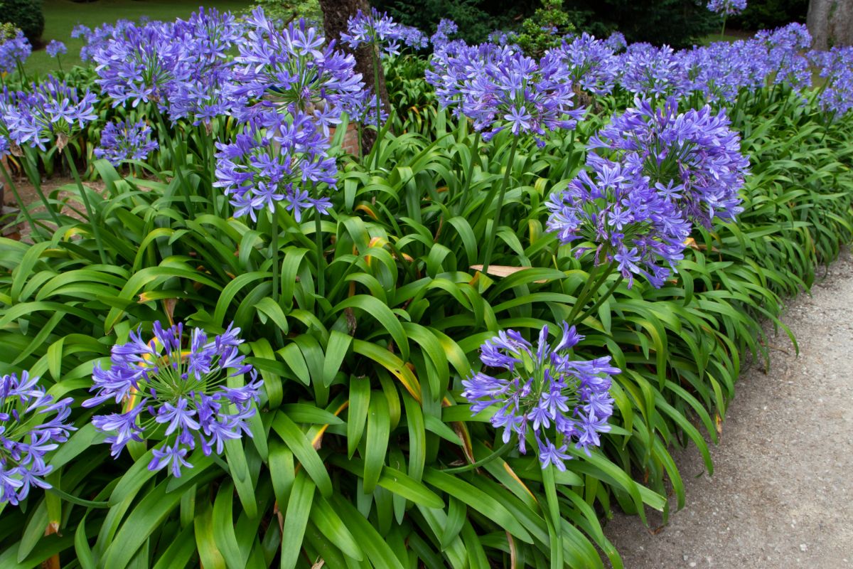 A large bed of African lilies